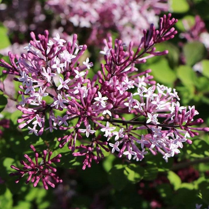 Liliac pitic - Syringa meyeri 'Red Pixie'