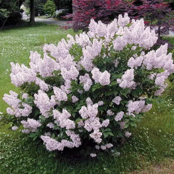 Syringa pubescens subsp. patula 'Miss Kim'