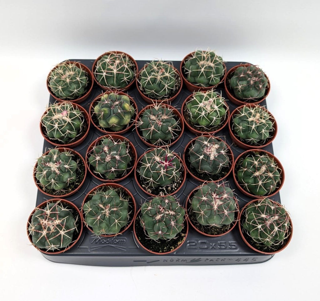 Thelocactus hexaedrophorus - näyttävät kukat