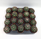 Thelocactus hexaedrophorus - flori spectaculoase