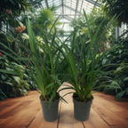 Cymbidium-Mix ohne Blüten
