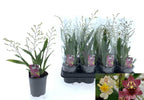 Oncidium Twinkle mix - parfumat