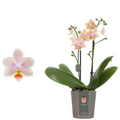 Phalaenopsis Tiny Melissa