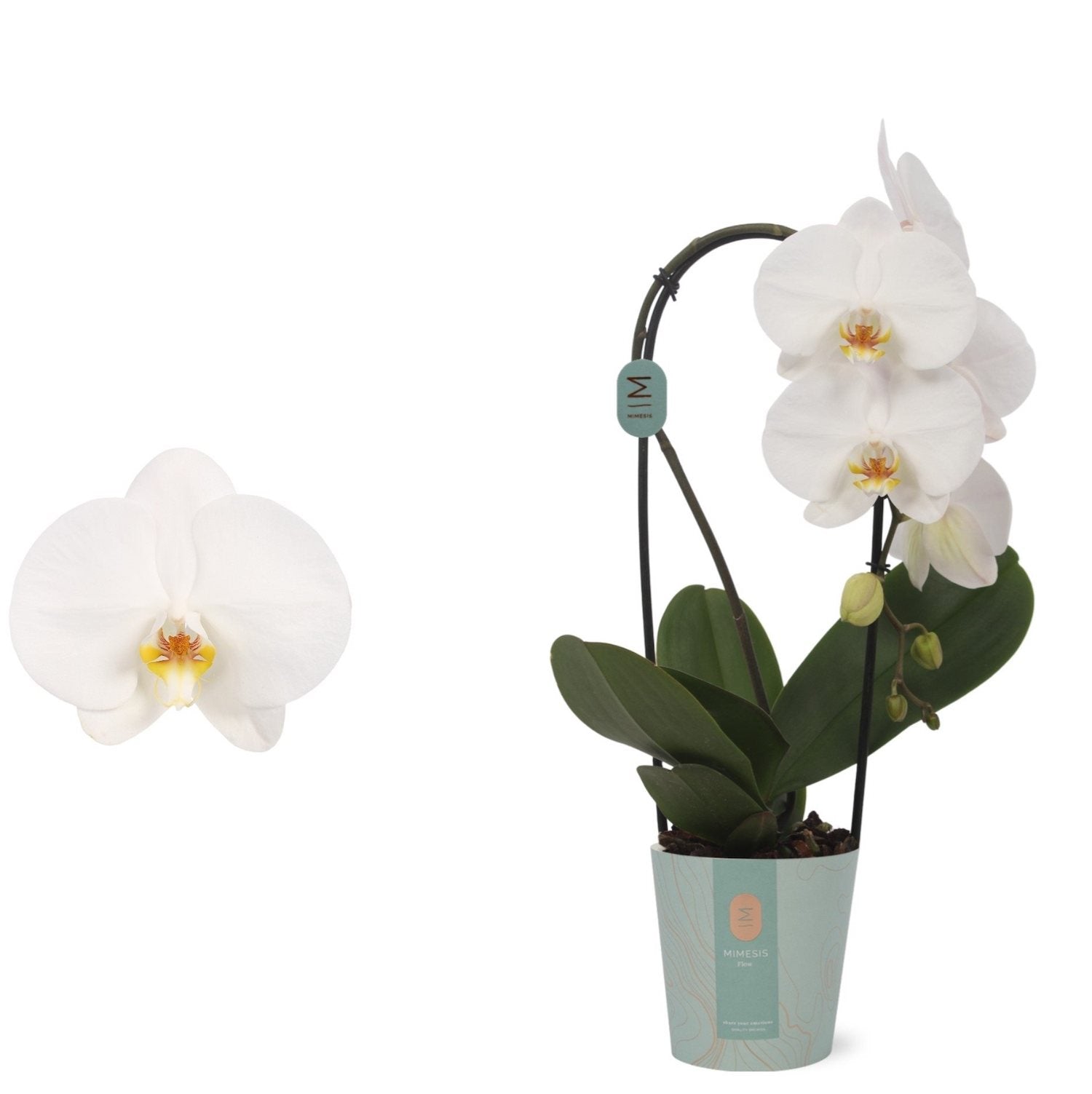 Phalaenopsis Anthura Tokyo (fiori XL)