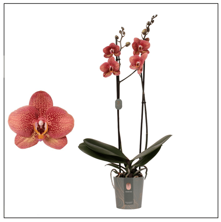 Phalaenopsis Toulon