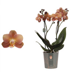 Phalaenopsis Monaco D9