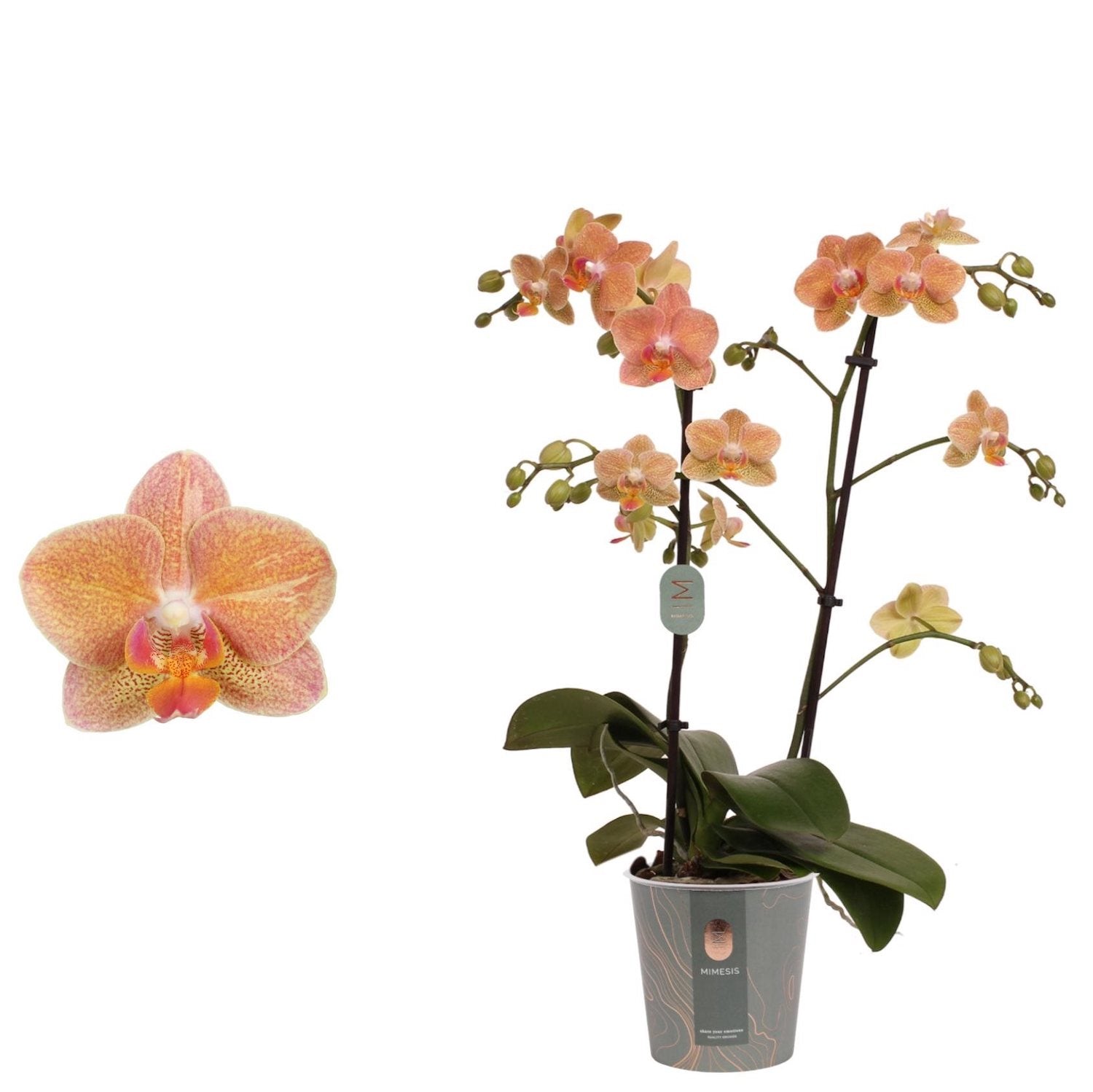 Phalaenopsis Goldrush