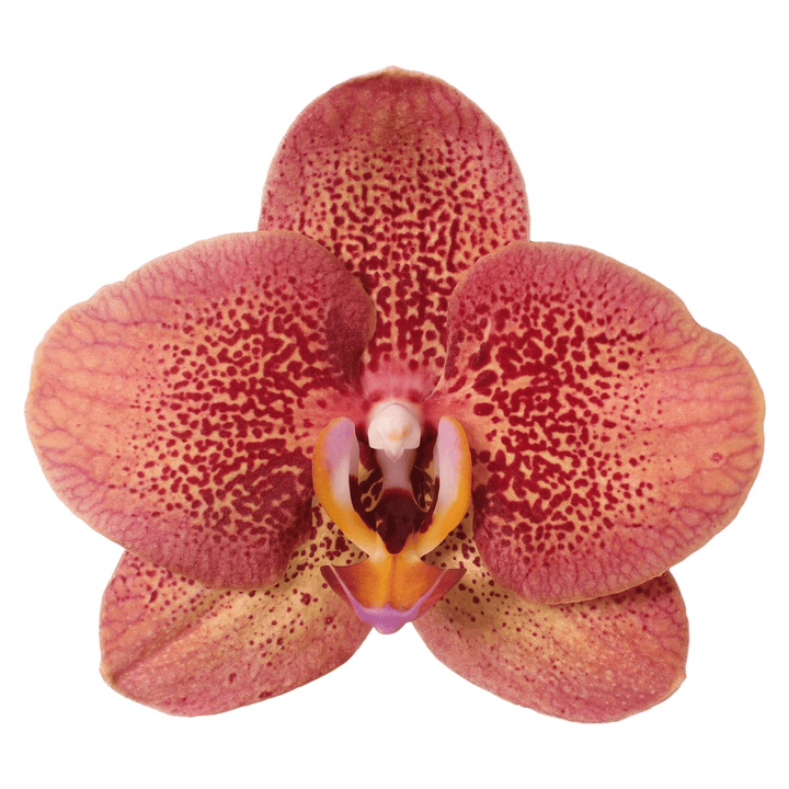 Phalaenopsis Toulon