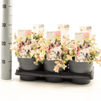 Trachelospermum jasminoides cameleon - frunze variegate & flori parfumate