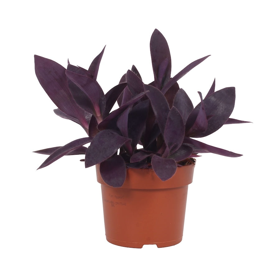Tradescantia pallida ‘Purpurea’ (Purple Heart)