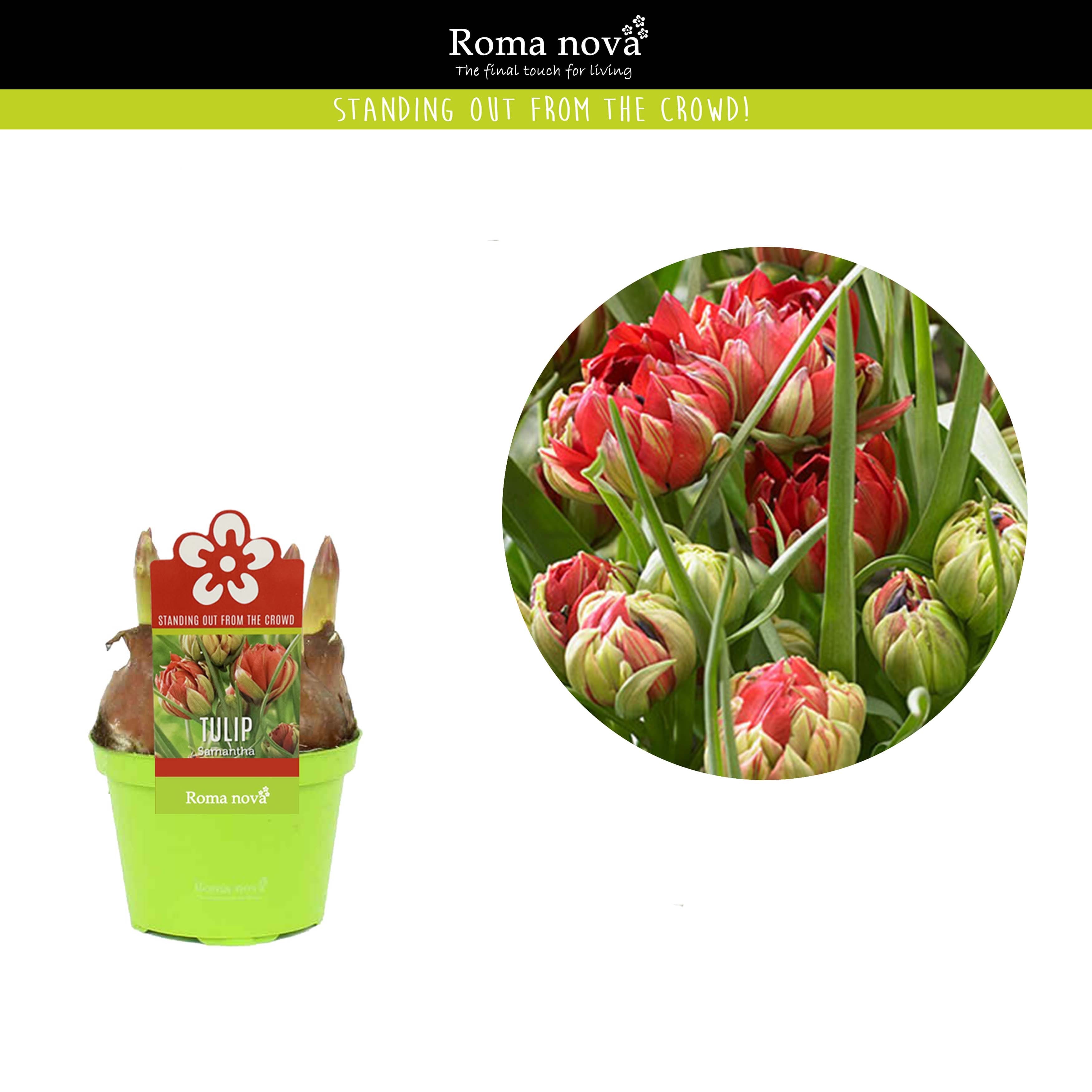 Bulbi de lalele cu floare dubla in ghiveci - Tulipa Samantha