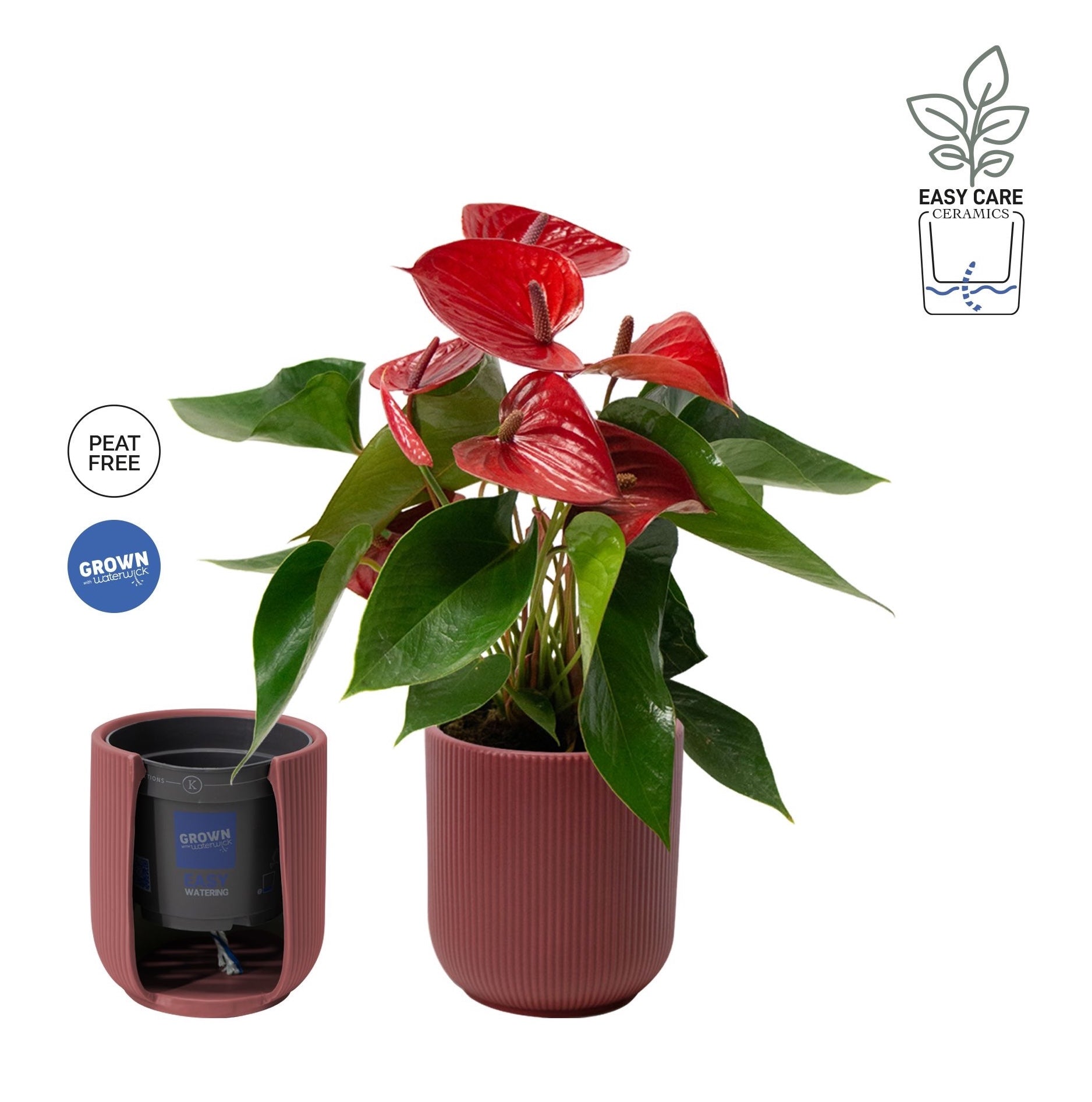 anthurium rouge arrosage Anthurium Picanta Red, cu masca deco si sistem autoirigare, ingrijire – Secret Garden Plant Shop