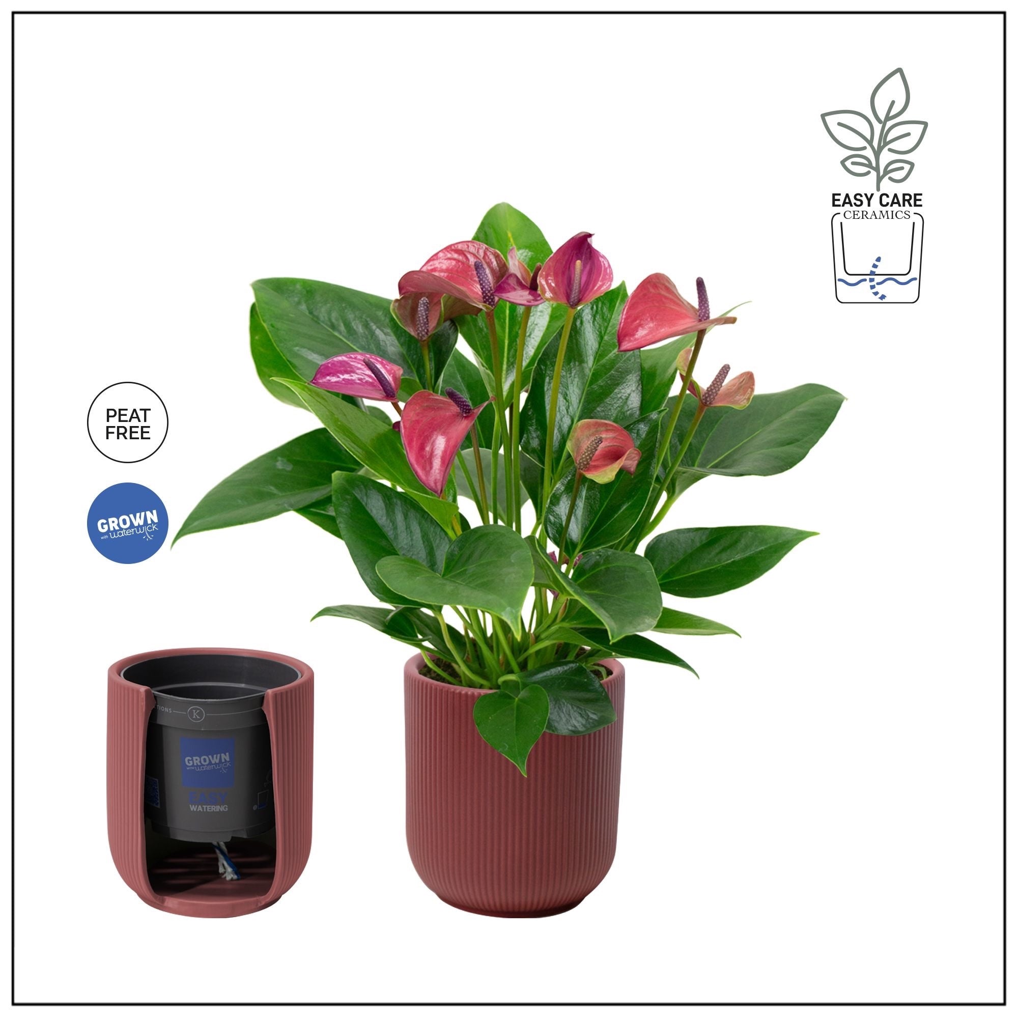 Anthurium 'Karma Purple', with decorative mask and self-watering