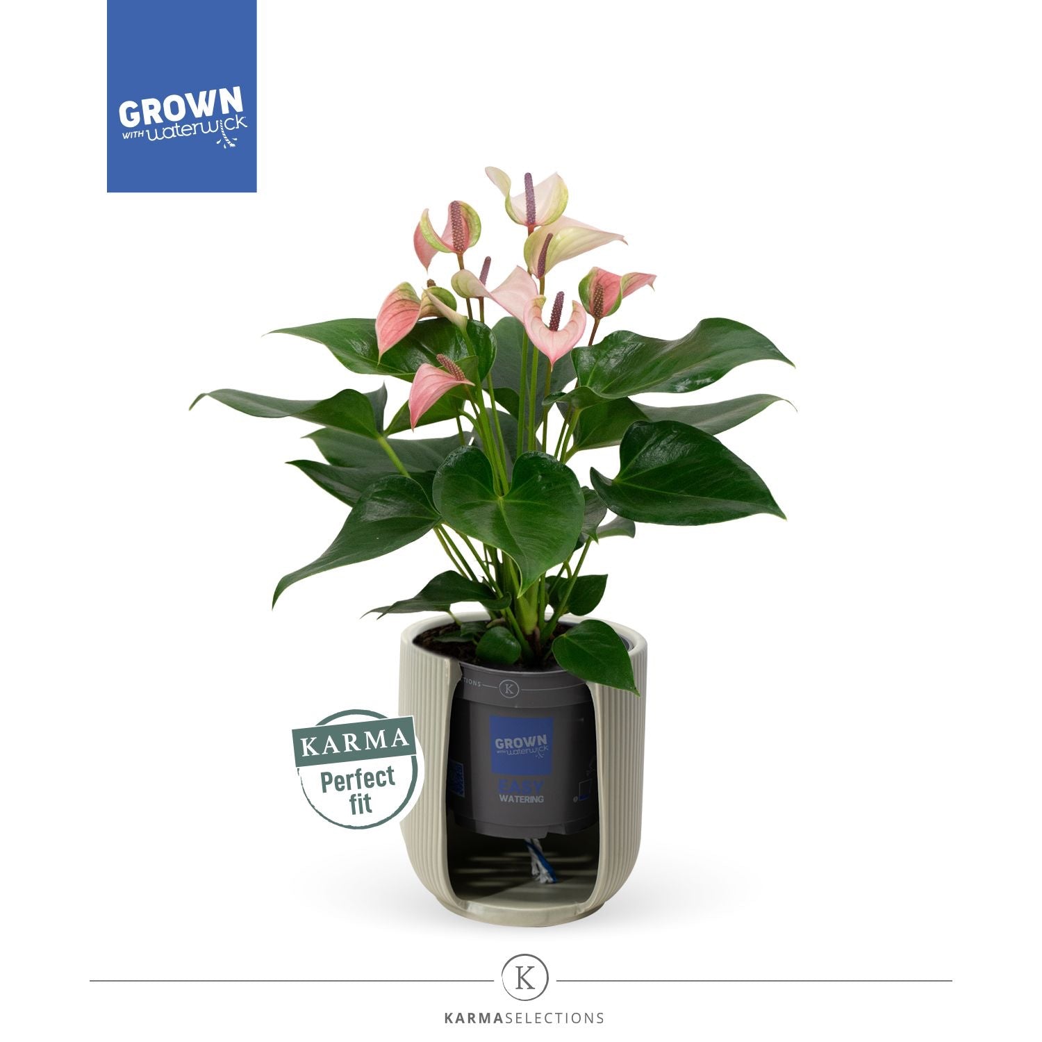 Anthurium ‘Joli Peach' cu masca deco si sistem cu autoirigare, ingrijire usoara