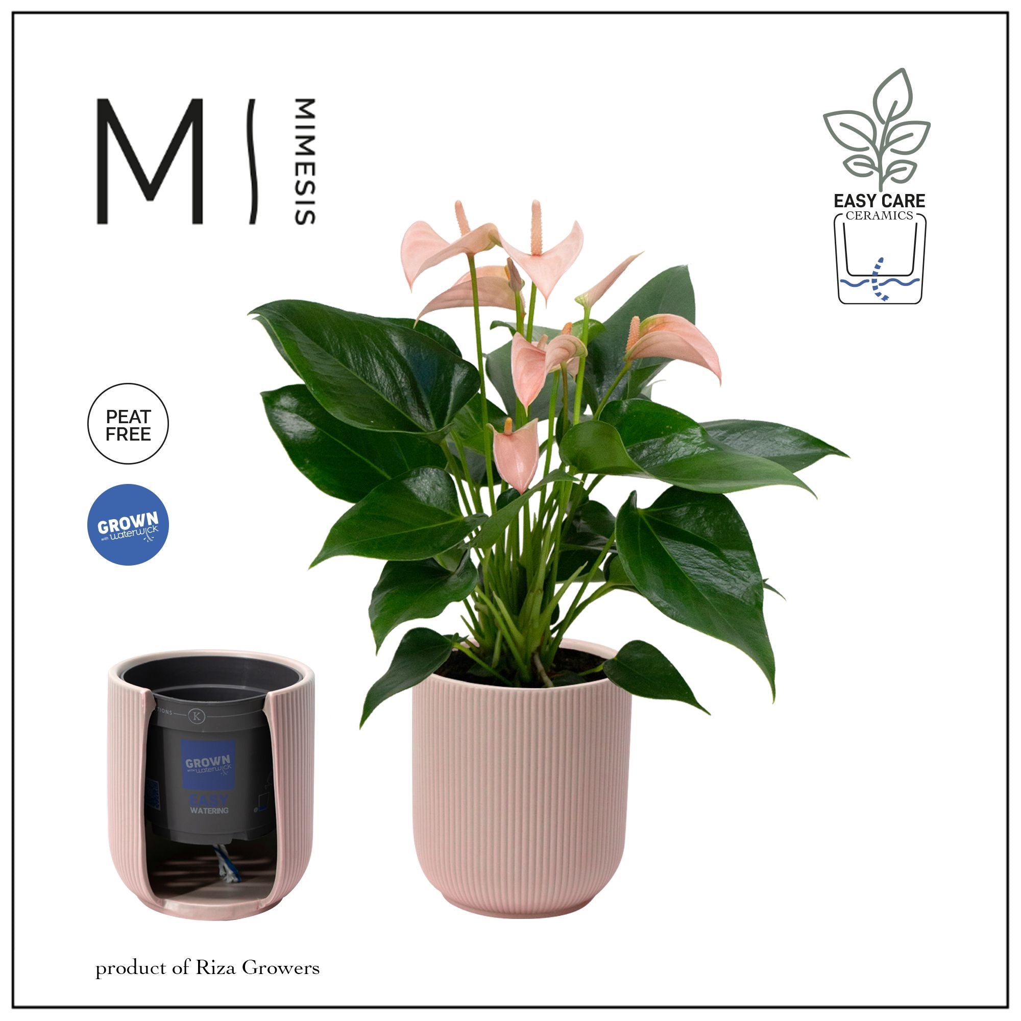 anthurium održavanje Anthurium 'Joli Peach' s dekorativnom maskom i sustavom za samozalijev – Secret Garden Plant Shop