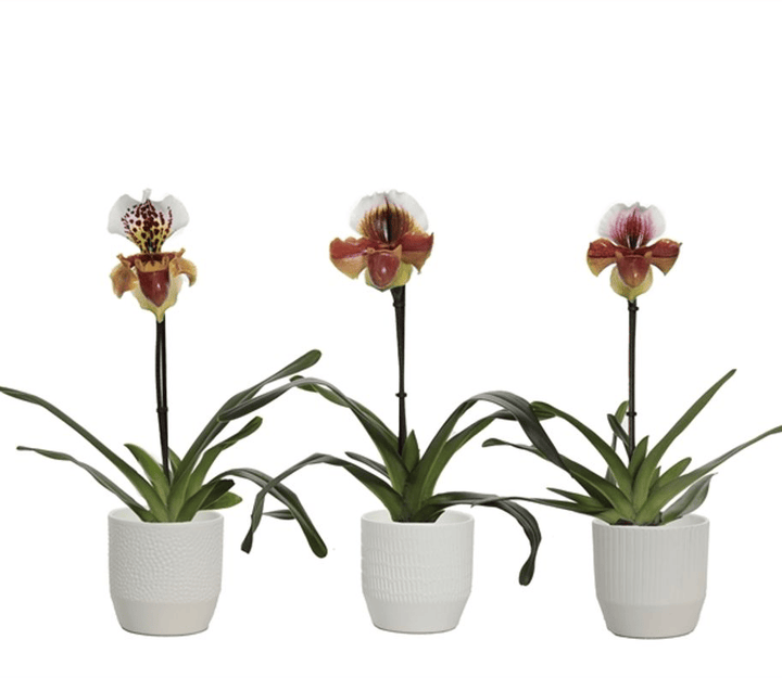 Paphiopedilum USA hybrid mix