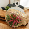 Terrarium cu Tillandsia Air Plant rosie
