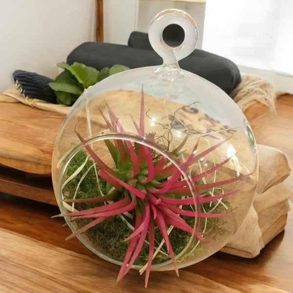 Terrarium cu Tillandsia Air Plant rosie