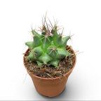 Thelocactus flavus - cactus mexican cu spini aurii si flori galbene