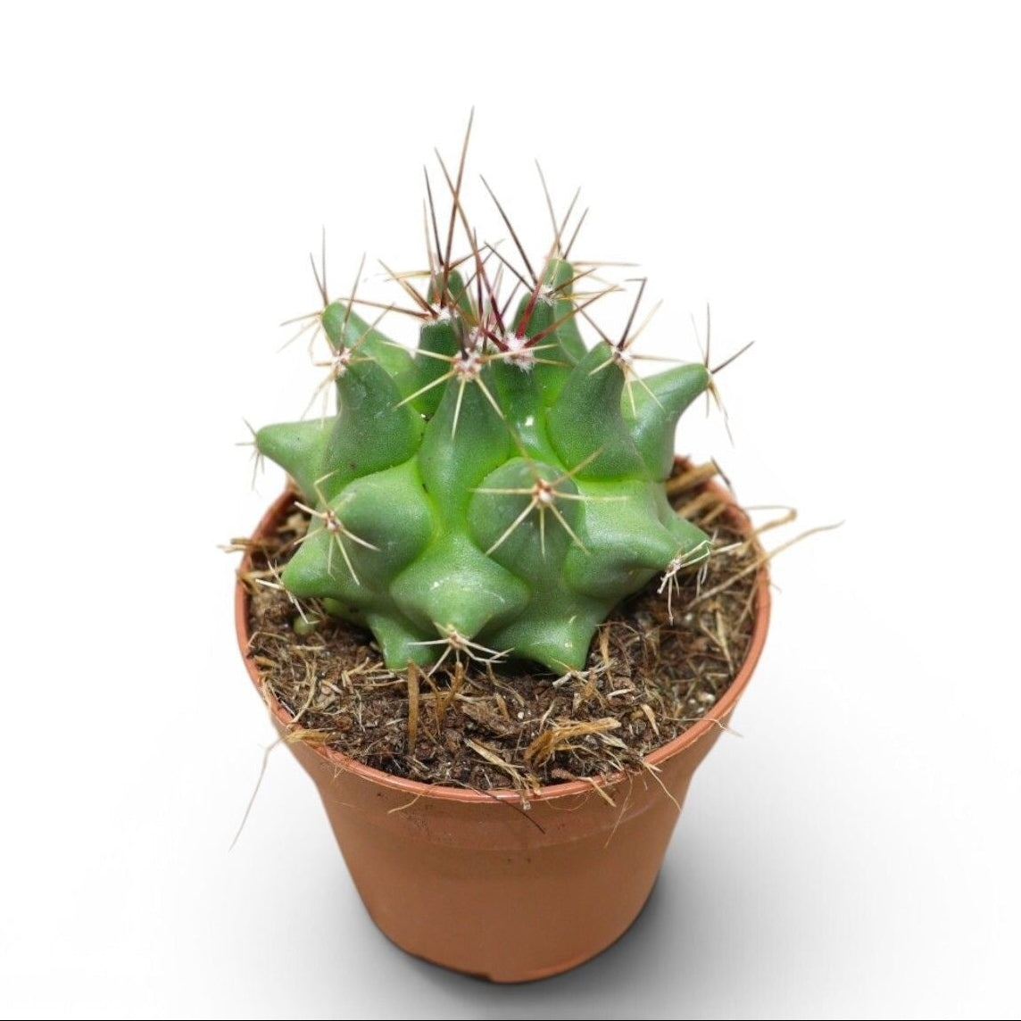 Thelocactus flavus - cactus mexican cu spini aurii si flori galbene