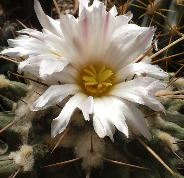 Thelocactus nidulans