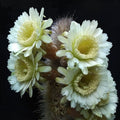 Thrixanthocereus blossfeldiorum - cactus con grandi fiori