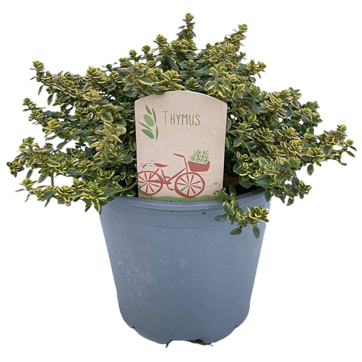 Cimbru variegat - Thymus x citriodorus 'Silver Queen'