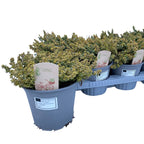 Cimbrisor lamaios variegat - Thymus citriodorus 'Aureus' (Mystic Lemon)