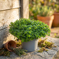 Thymus praecox ‘Albiflorus’ (Weisser Sand-Thymian)
