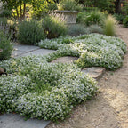 Thymus praecox ‘Albiflorus’ (Weisser Sand-Thymian)