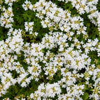 Thymus praecox ‘Albiflorus’ (Weisser Sand-Thymian)