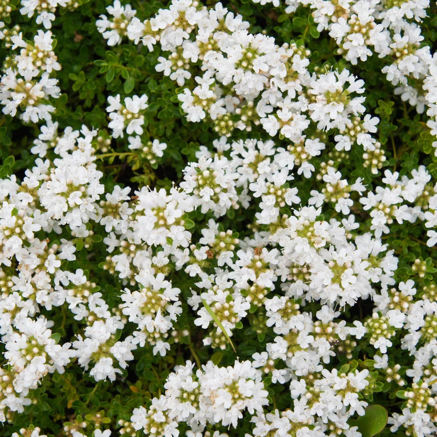 Thymus praecox ‘Albiflorus’ (Weisser Sand-Thymian)