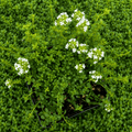 Cimbrisor - Thymus x citriodorus 'Lemon' - planta aromatica comestibila