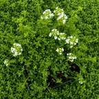 Cimbrisor - Thymus x citriodorus 'Lemon' - planta aromatica comestibila