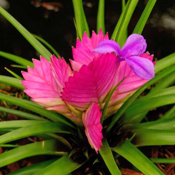 Tillandsia cyanea 'Josée'