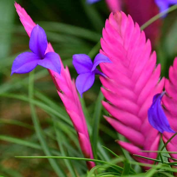 Tillandsia cyanea 'Anita'