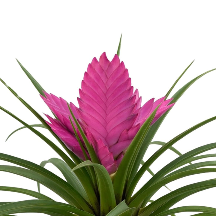 Tillandsia cyanea 'Josée'