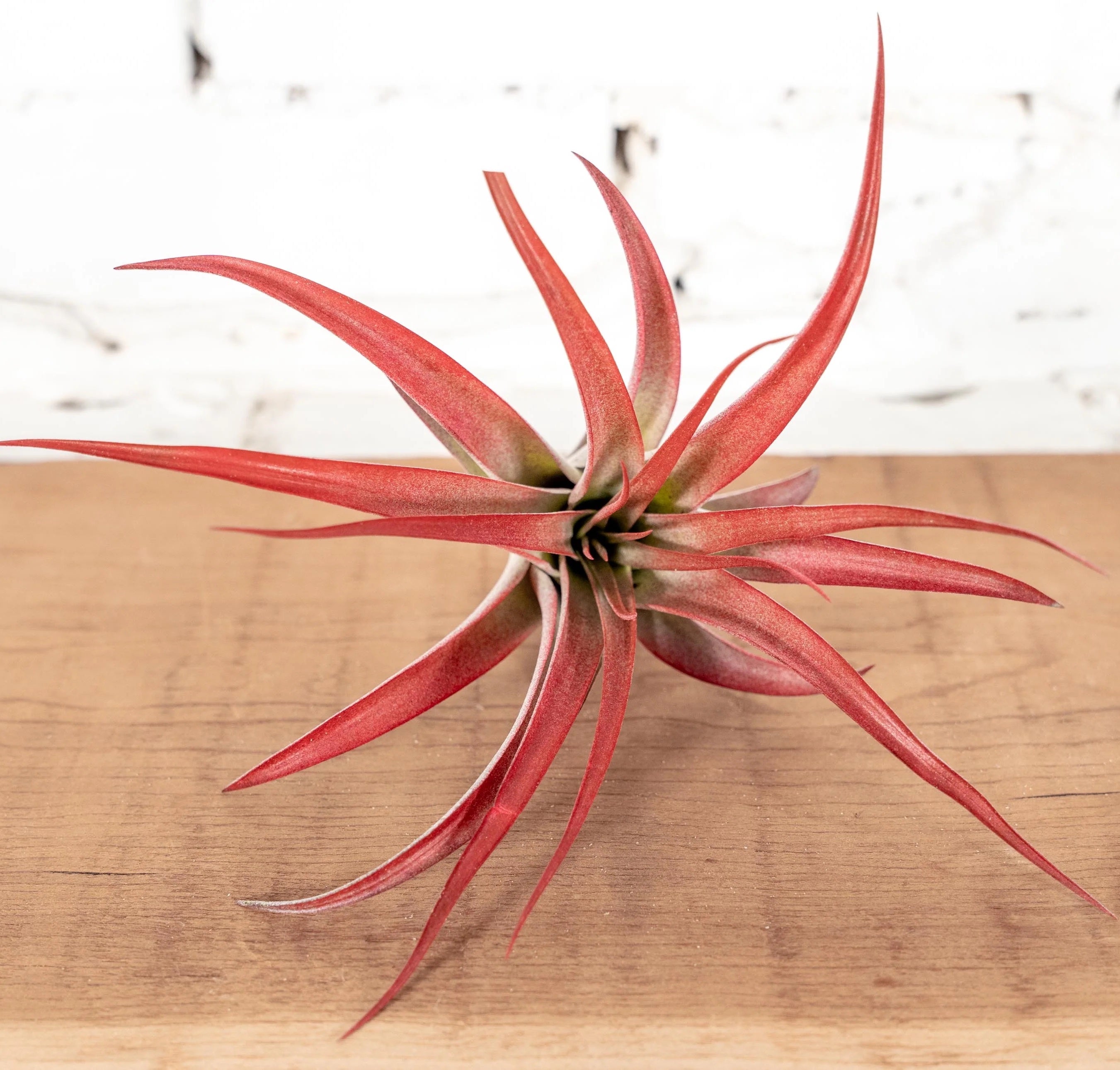 red abdita air plant Piante d'aria Tillandsia Red Abdita – Secret Garden Plant Shop