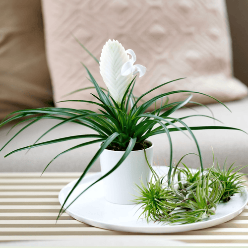 Tillandsia cyanea 'Biancini' – Secret Garden Plant Shop