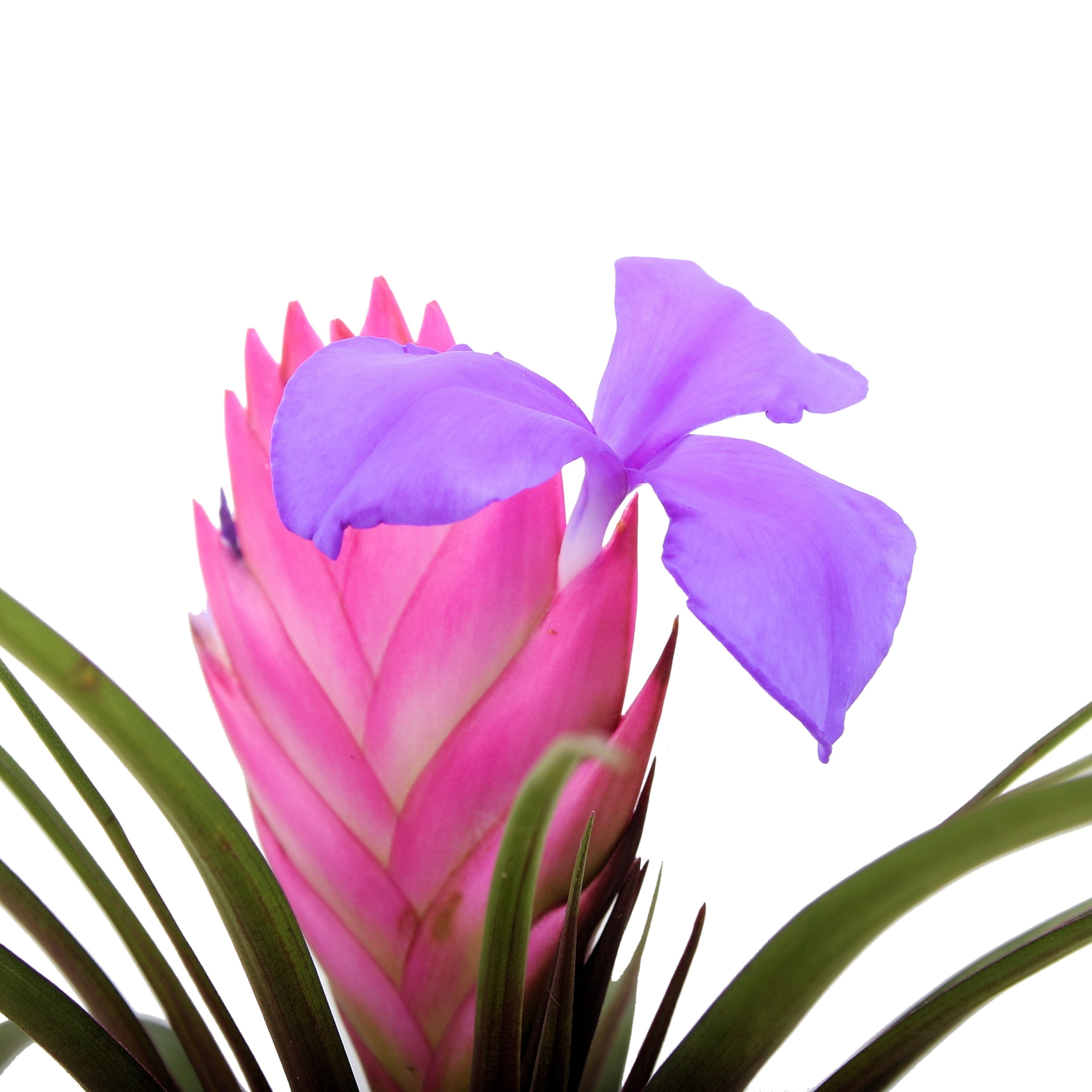 Tillandsia cyanea 'Anita'