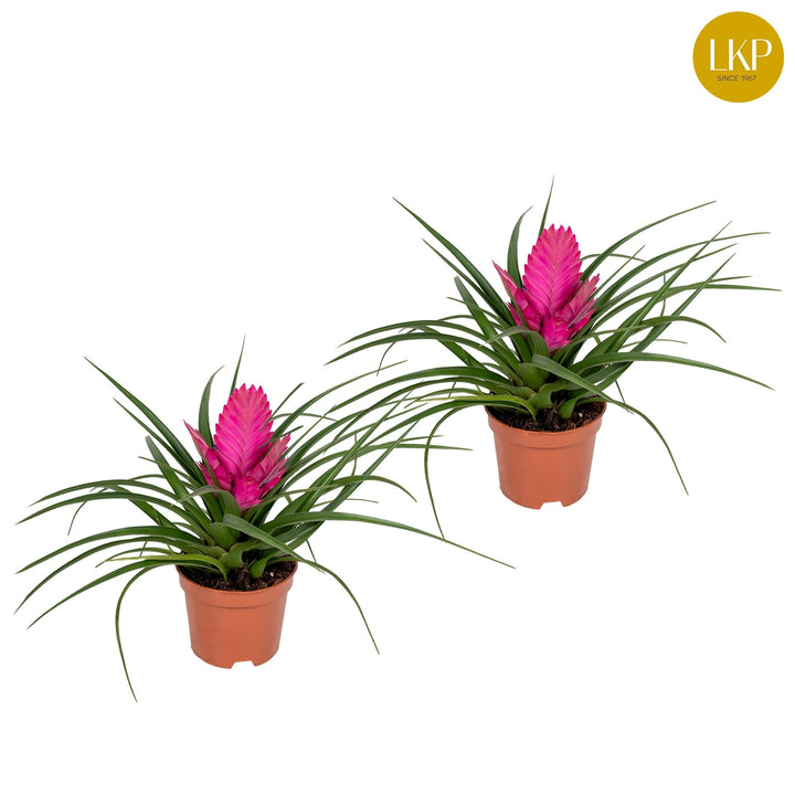 Tillandsia cyanea 'Josée'