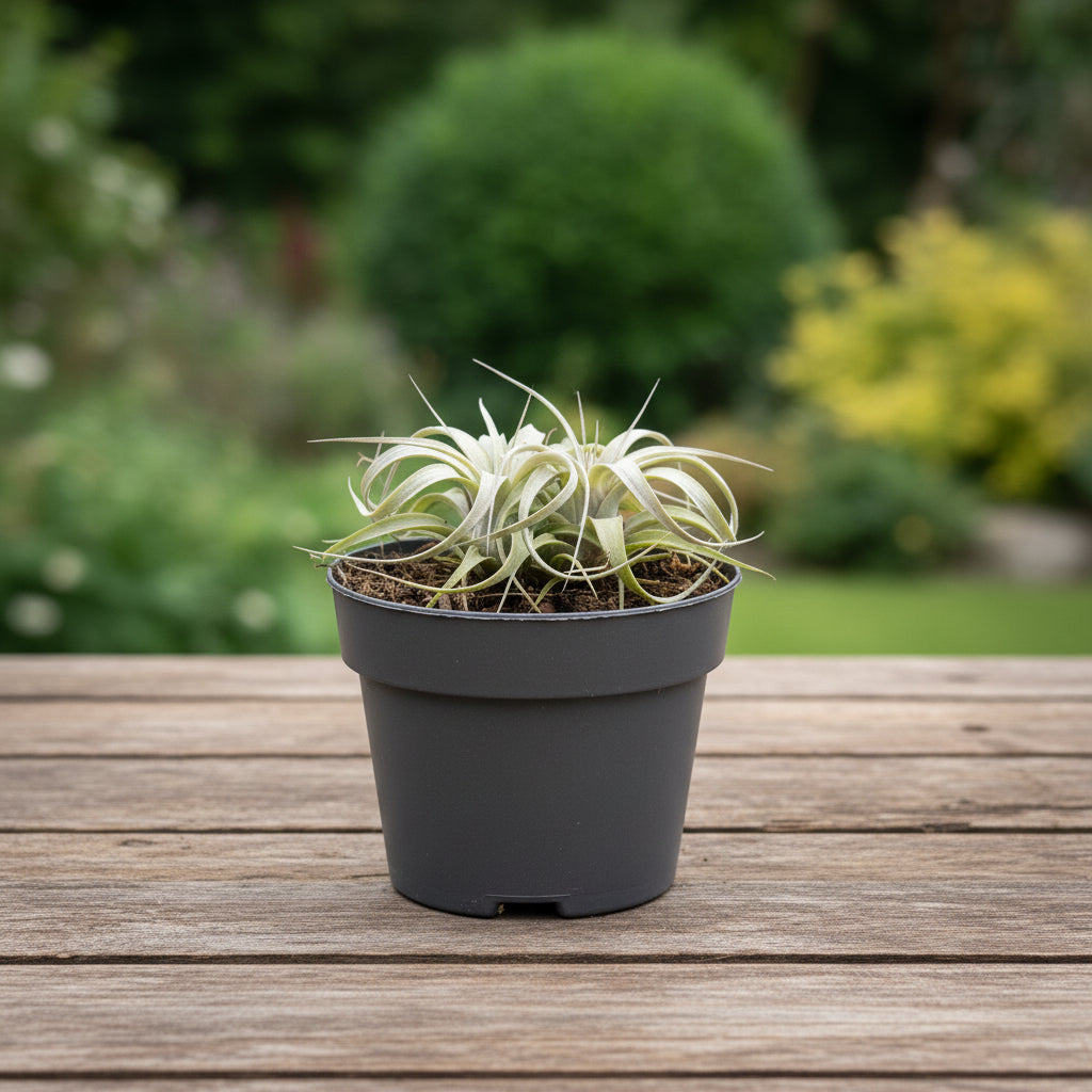 Tillandsia xerographica