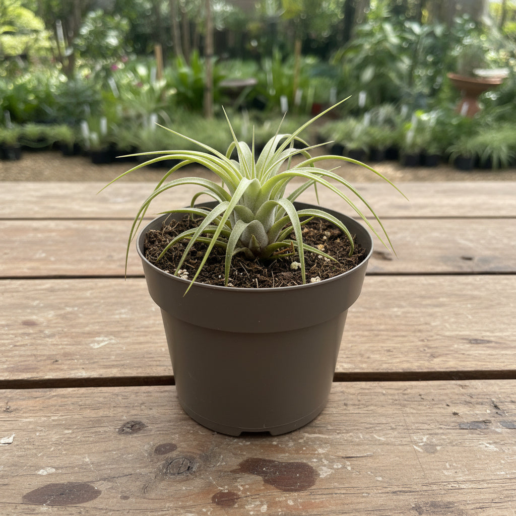 Tillandsia xerographica