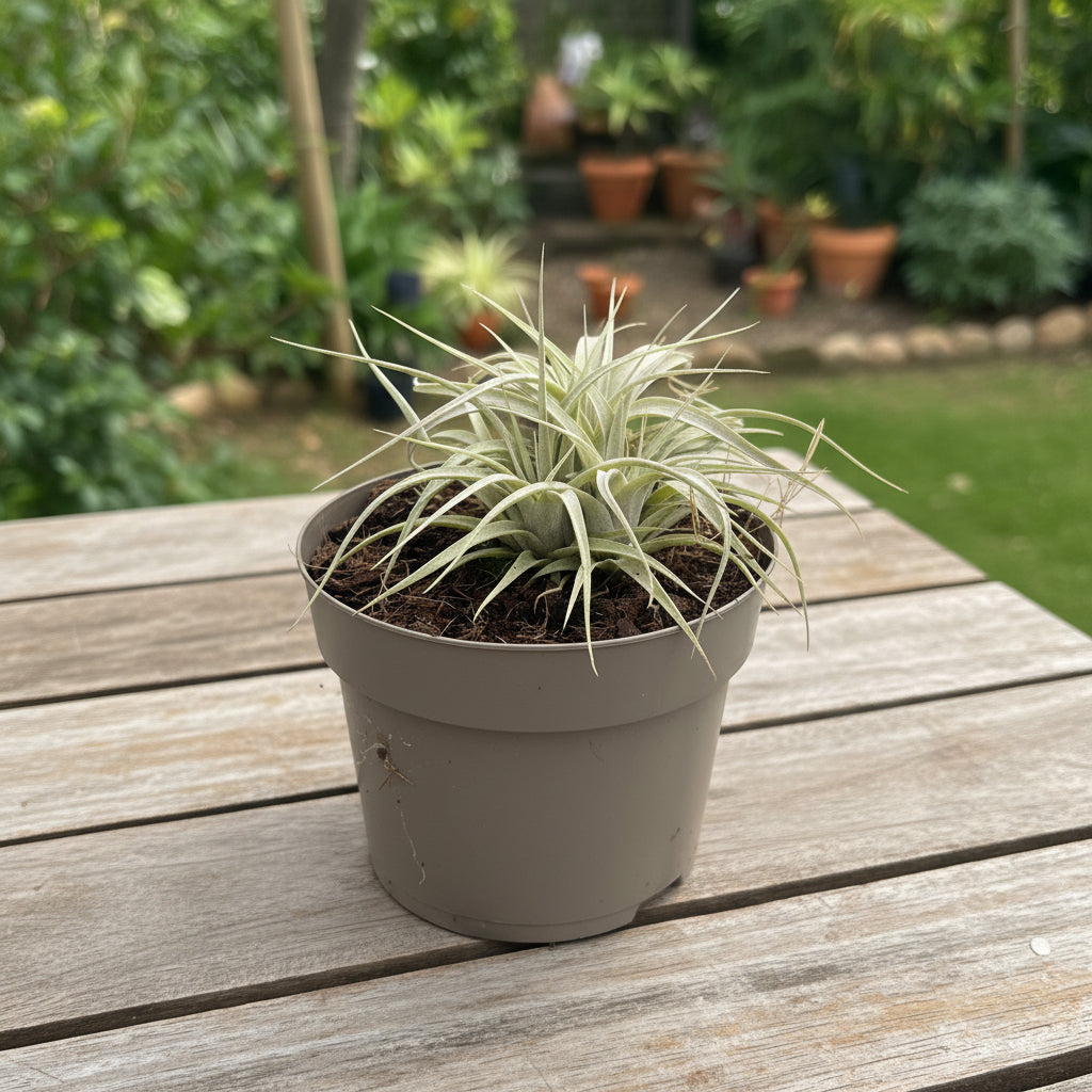 Tillandsia xerographica