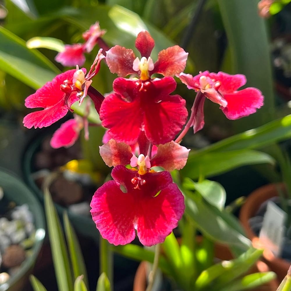 Tolumnia Jairak Flyer 'Red Cherry'