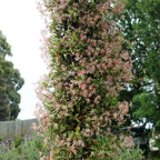 Trachelospermum asiaticum 'Star of Milano'