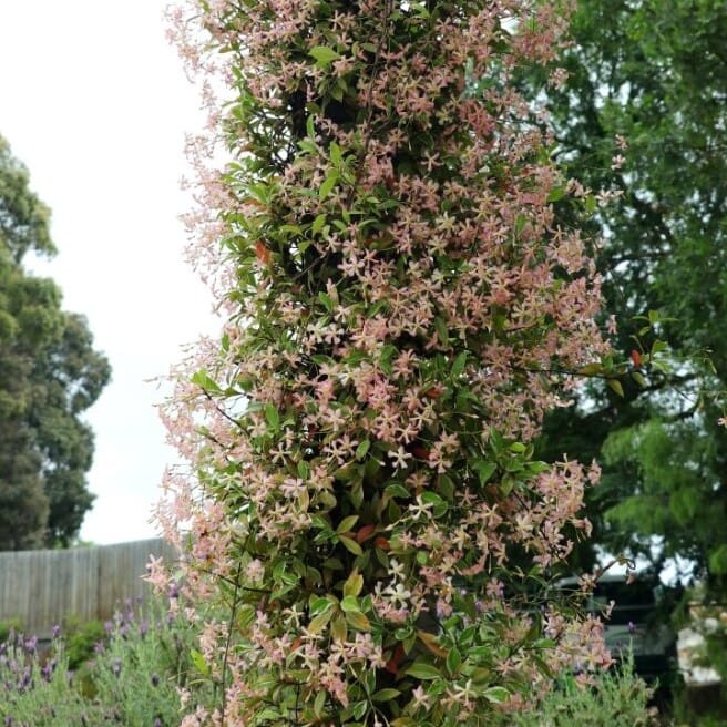 Trachelospermum asiaticum 'Star of Milano'