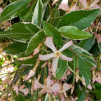 Trachelospermum asiaticum 'Star of Milano'