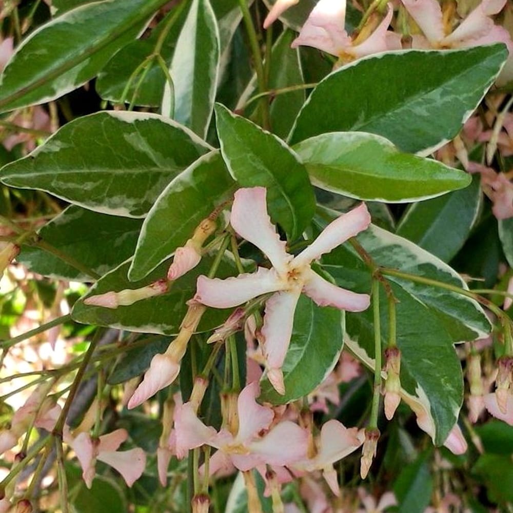 Trachelospermum asiaticum 'Star of Milano'