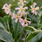 Trachelospermum asiaticum 'Star of Milano'